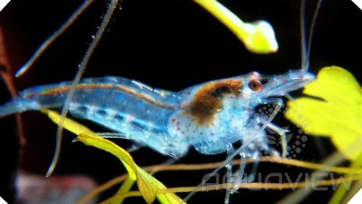 Blue Jelly shrimp (imp)